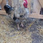 Caesar the rooster