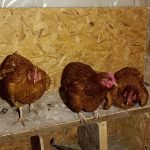 Laying hens Loretta, Naomi and Reba