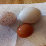 Chicken and goose eggs
